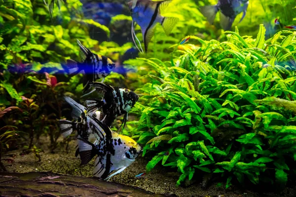 Tropical fish with corals and algae — Stock Photo, Image