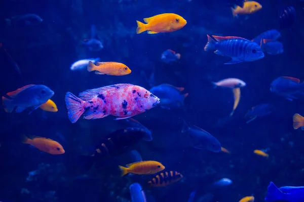 Peces tropicales con corales — Foto de Stock