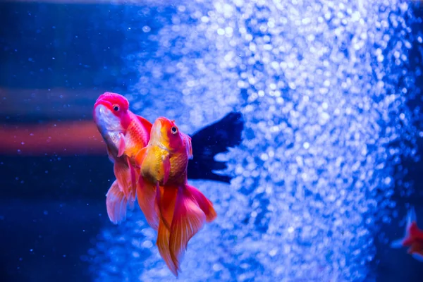 Pesci rossi tropicali e d'acquario — Foto Stock