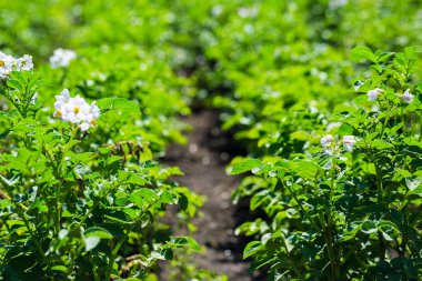patates alan gün batımında