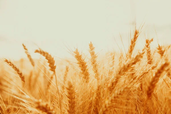 Ladang gandum emas — Stok Foto