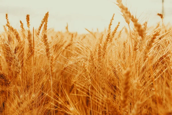 Campo de trigo dorado — Foto de Stock