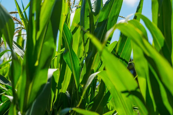 Beautiful corn field — Stock Photo, Image