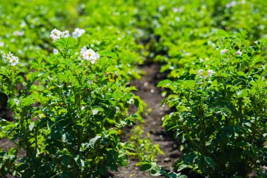 patates alan gün batımında