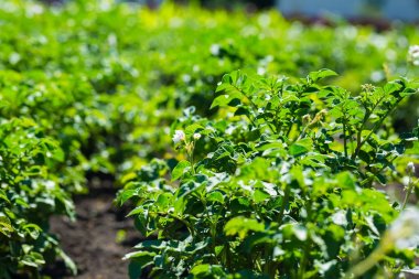 patates alan gün batımında