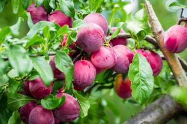 Ağaçta olgun kırmızı erikler