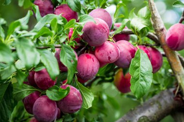 Ağaçta olgun kırmızı erikler