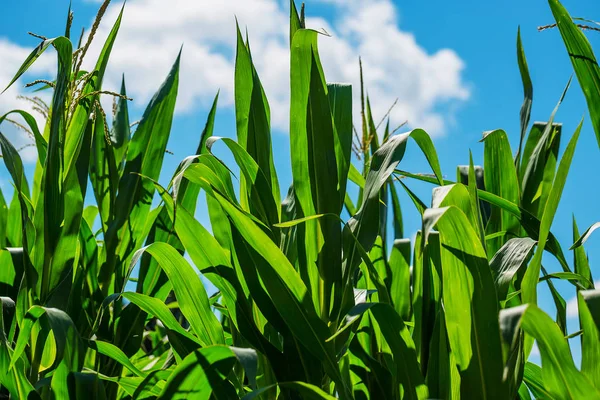 Beautiful corn field — Stock Photo, Image