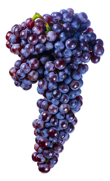 Beautiful blue grapes — Stock Photo, Image