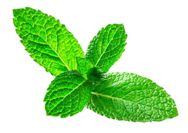 Taze çiğ nane yaprakları. 