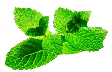 Taze çiğ nane yaprakları. 