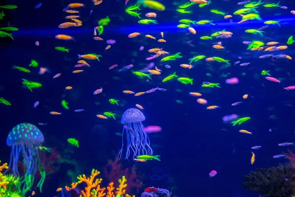 Peixes tropicais com corais — Fotografia de Stock