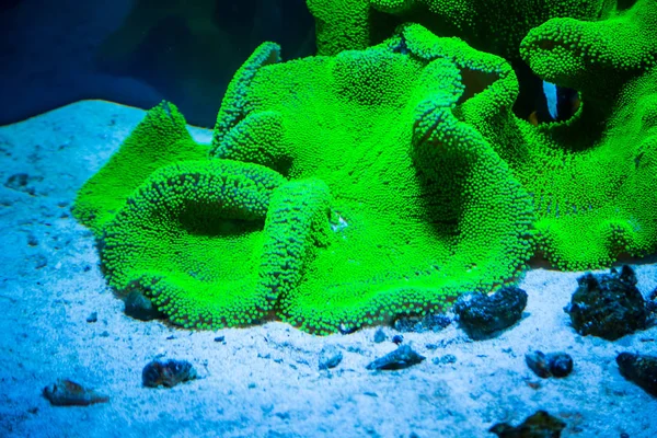 美しい生きている珊瑚 — ストック写真
