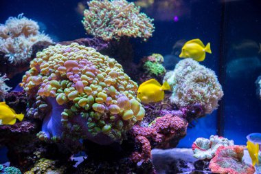 Tropikal balık kelebek ve mercan