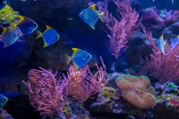 Tropiska fiskar med koraller — Stockfoto