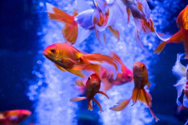 Tropical and aquarium goldfish  clipart