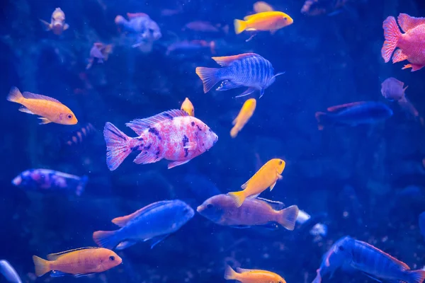 Peces tropicales con corales — Foto de Stock