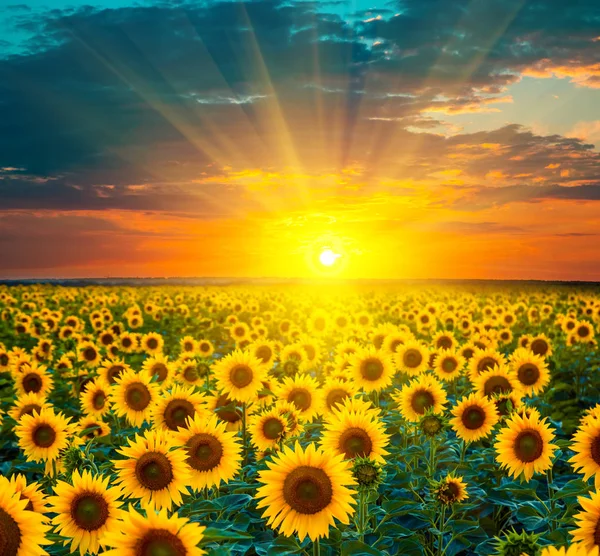 Campi di girasole durante il tramonto — Foto Stock