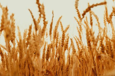 altın buğday alanı 