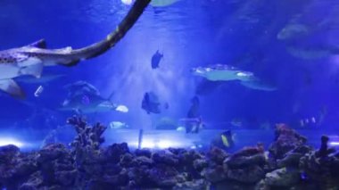 Mercan ile mavi akvaryum yüzme balıklar