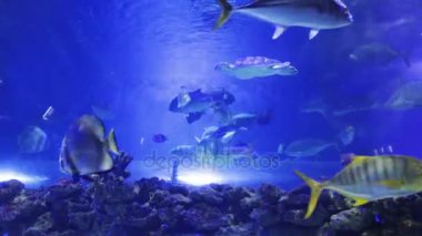 Mercan ile mavi akvaryum yüzme balıklar