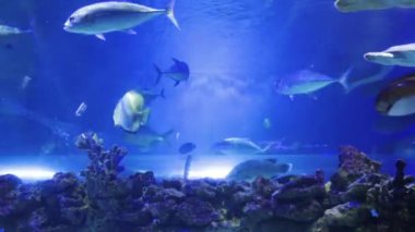 Mercan ile mavi akvaryum yüzme balıklar