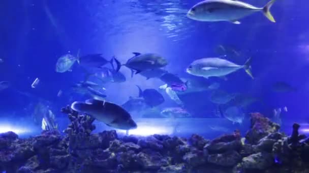 Peixes Nadando Aquário Azul Com Corais — Vídeo de Stock