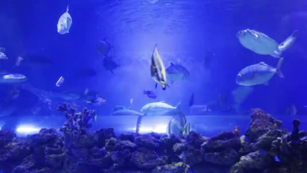 Fiskar Som Simmar Blå Akvarium Med Koraller — Stockvideo