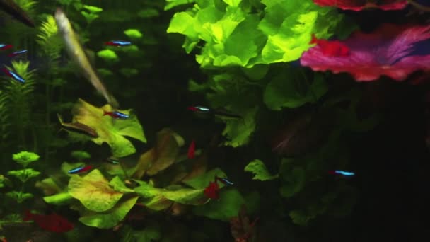鱼与珊瑚和绿色植物在水族馆游泳 — 图库视频影像