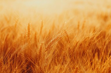 Alan üzerinde altın buğday spikelets. Güzel doğa manzara üzerinde günbatımı kırsal. Kavramı zengin hasat