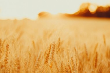 Alan üzerinde altın buğday spikelets. Güzel doğa manzara üzerinde günbatımı kırsal. Kavramı zengin hasat