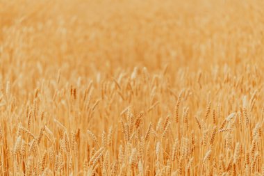 Alan üzerinde altın buğday spikelets. Güzel doğa manzara üzerinde günbatımı kırsal. Kavramı zengin hasat
