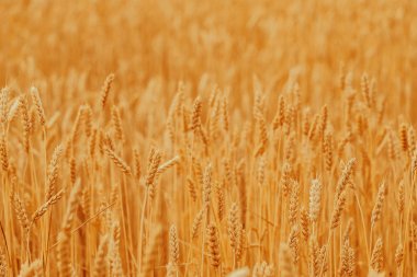 Alan üzerinde altın buğday spikelets. Güzel doğa manzara üzerinde günbatımı kırsal. Kavramı zengin hasat