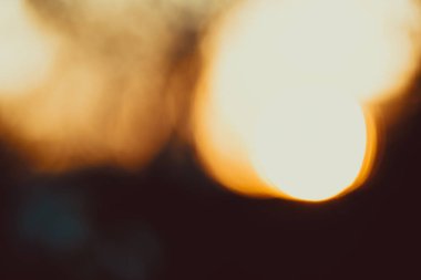 Güzel çiçek açan elma ağaçlarının güneşli bir bahar. yumuşak odak, doğal bulanıklık