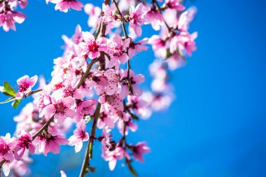 Güneşli bir bahar güzel çiçek şeftali ağaçları. Yumuşak odak, doğal bulanıklık