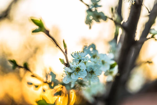 Hermosos Manzanos Florecientes Primavera Día Soleado Enfoque Suave Desenfoque Natural — Foto de Stock