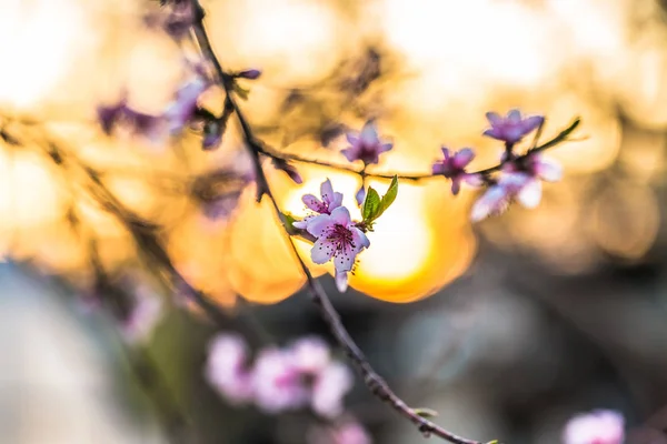 Piękne Drzewa Kwitnące Brzoskwini Wiosnę Słoneczny Dzień Nieostrość Naturalne Rozmycie — Zdjęcie stockowe