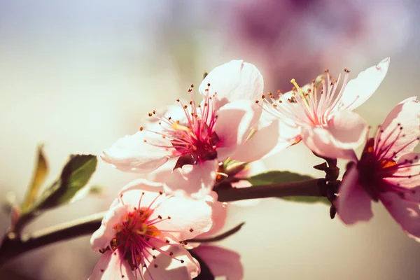 Mooie Bloeiende Perzikbomen Het Voorjaar Een Zonnige Dag Soft Focus — Stockfoto