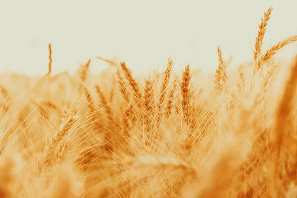 Spikelets Golden Wheat Field Beautiful Nature Landscape Rural Sunset Concept — Stock Photo, Image
