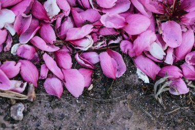 Güneşli bir bahar güzel çiçek şeftali ağaçları. Yumuşak odak, doğal bulanıklık