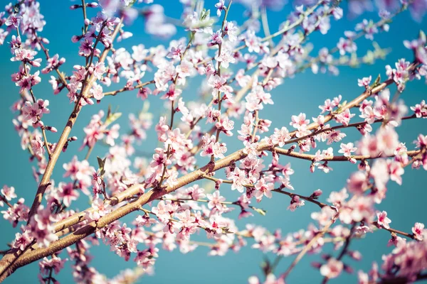 Mooie Bloeiende Perzikbomen Het Voorjaar Een Zonnige Dag Soft Focus — Stockfoto