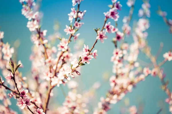 Mooie Bloeiende Perzikbomen Het Voorjaar Een Zonnige Dag Soft Focus — Stockfoto