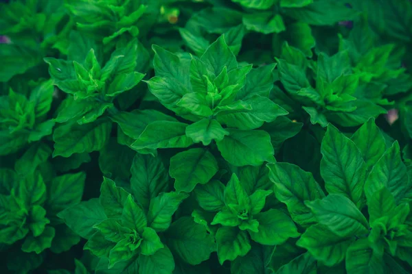 Growing basil or mint plants, top view — Stock Photo, Image