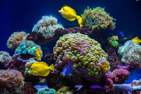 Pillangó Trópusi Halak Korallok Víz Alatti Világ Gyönyörű Háttér — Stock Fotó
