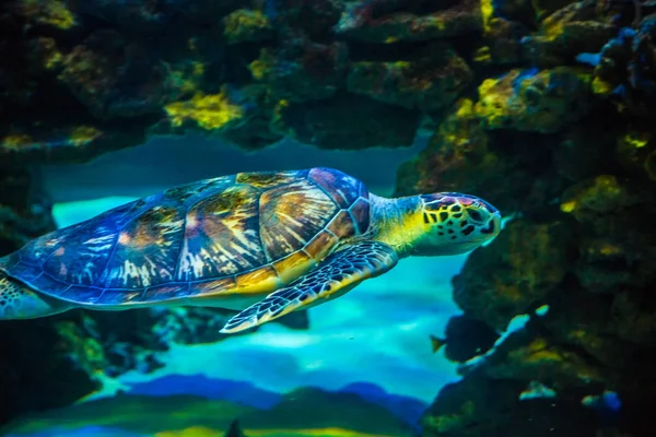 青い水の中の熱帯の海カメ 水中世界の美しい背景 — ストック写真