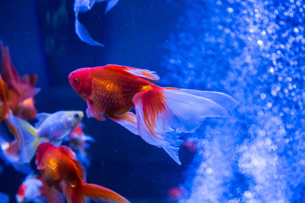 Tropical Aquarium Goldfish Blue Water Beautiful Background Underwater World Stock Image