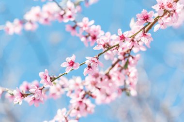 Güneşli bir bahar güzel çiçek şeftali ağaçları. Yumuşak odak, doğal bulanıklık