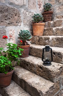 gaz lambası ve bitki