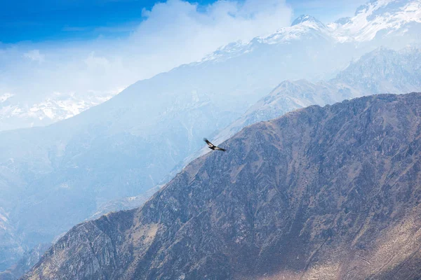 Condor ύψη πάνω από τα βουνά — Φωτογραφία Αρχείου