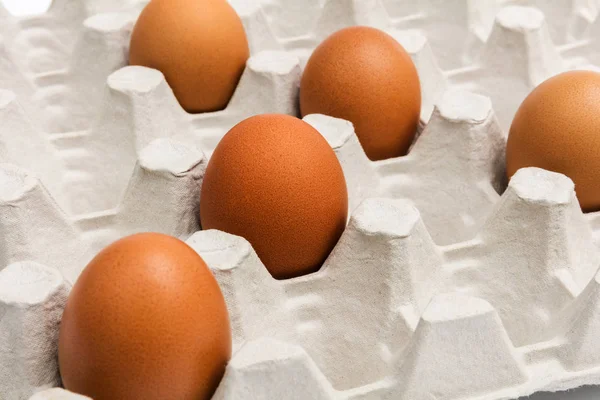 Frische Eier in der Verpackung — Stockfoto